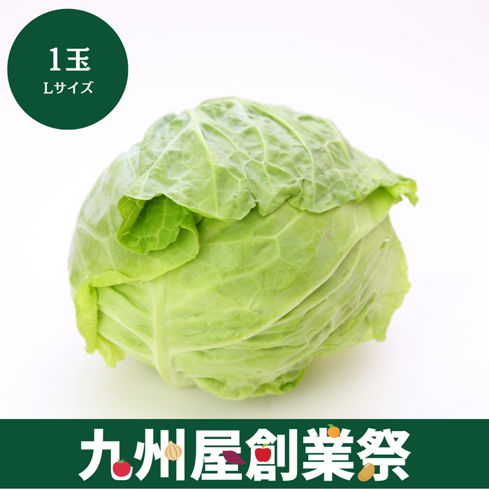 ＜九州屋創業祭＞千葉県産他　きゃべつ　Lサイズ　1個
