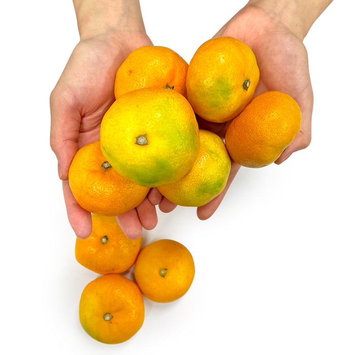 《有機野菜》
広島県産他
みかん 約600g