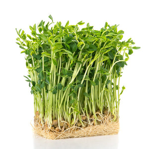 山梨県産他豆苗1パック（約100g）